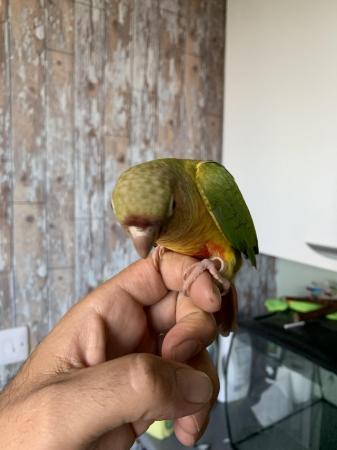 Image 2 of Babies conure x3 hand reared and tamed