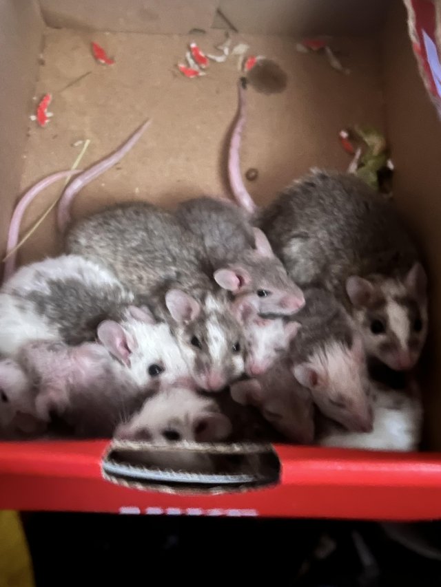 Preview of the first image of Natal multimammate mice/African soft furred rats.