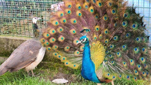Preview of the first image of Last years hatching peacocks Indian blue.