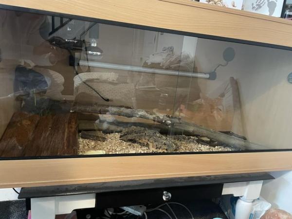 Image 1 of 4ft vivarium set up for a reptile.