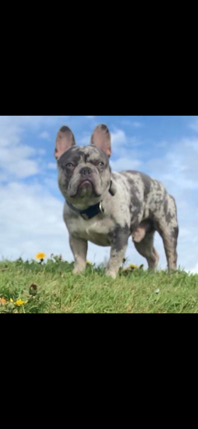 Preview of the first image of Lilac Merle French Bulldog - Karate Kid Son.