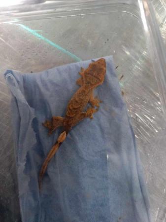 Image 5 of Crested Gecko's for sale
