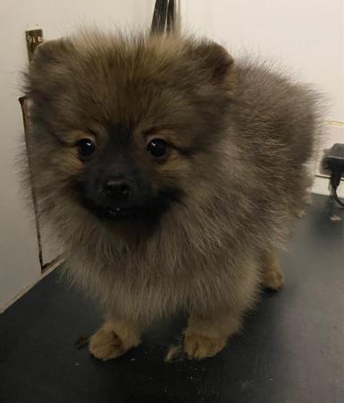 Image 7 of 12 week old Pomeranian Puppies. Royal Kennel Club Registered