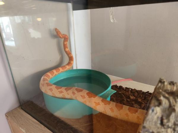 Image 5 of Salmon-Pink Cornsnake female with complete set-up