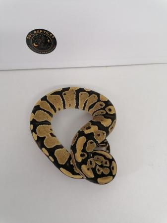 Image 6 of X2 female ball python hatchlings