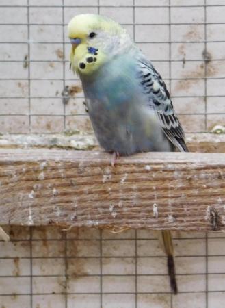 Image 15 of Budgies For Sale. Ideal Pets (Friendly) + Suit for Aviaries