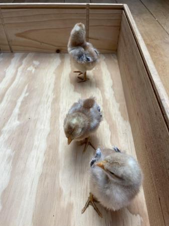 Image 2 of Cream Legbar cockerel chicks