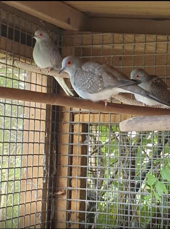 Image 5 of Diamond Doves For Sale aviary Bred To Good Homes