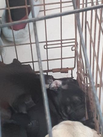 Image 5 of 9 week old pugs puppies