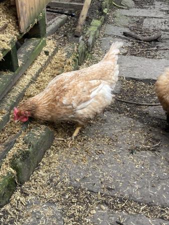 Image 9 of Various rare breed hens from £4