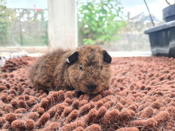 Image 4 of Pair of purebred teddy guinea pig babies