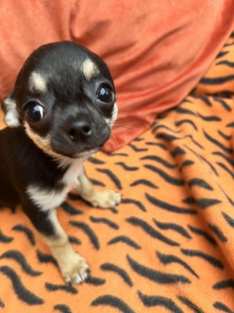 Image 2 of Chihuahua puppy for sale