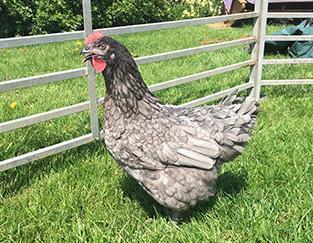 Image 5 of POL...Hens for sale.. (vaccinated)..available now.....
