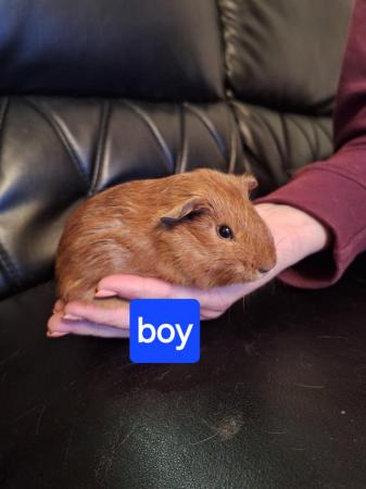 Image 7 of Baby guinea pigs for sale