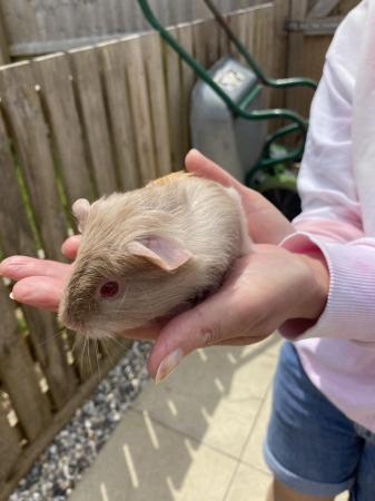 Image 5 of Beautiful Baby Guinea Pigs For Sale
