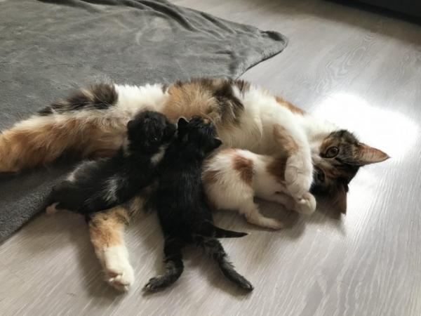 Image 1 of 5 beautiful kittens!!!!!!! 4 weeks old