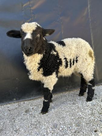 Image 2 of Twin Valais Blacknose x Dutch Spotted Wether Lambs