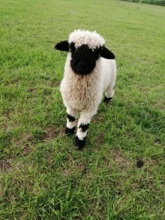 Image 2 of 3 month old Valais Blacknose ewe lamb