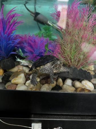 Image 5 of Two turtle with full setup and stand