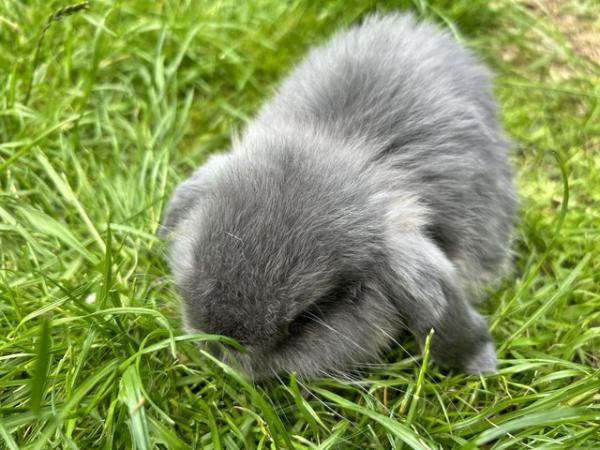 Image 5 of 4 beautiful white male mini lop rabbits