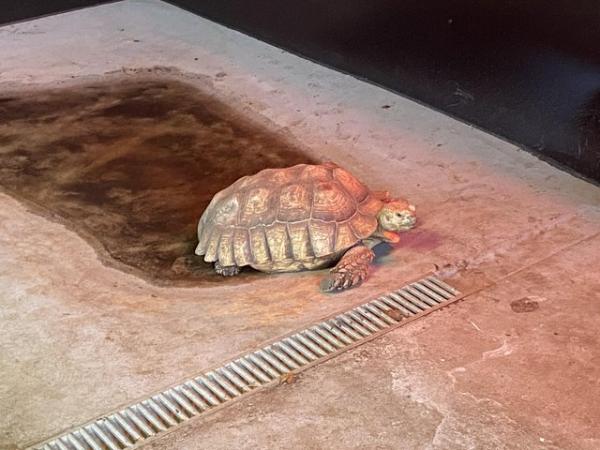 Image 2 of Giant Adult Sulcata Tortoises at Breeding Age