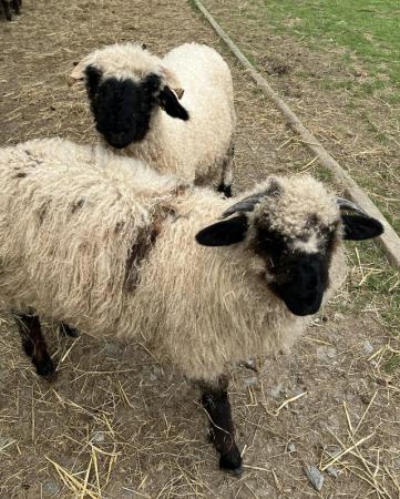 Image 1 of Valais Blacknose wethers for sale