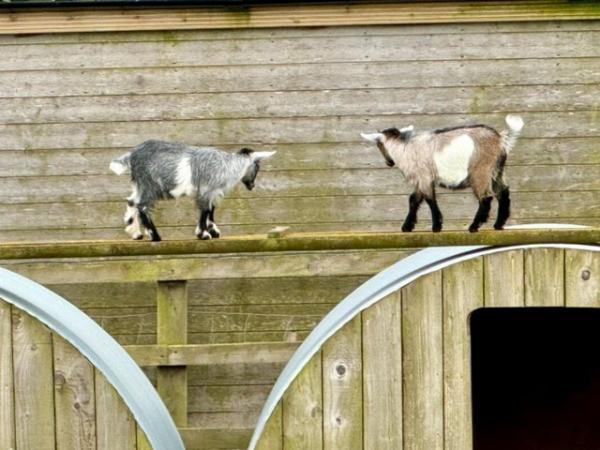 Image 3 of Pygmy Goat kids. pure bred