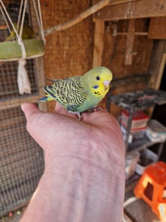 Image 6 of Baby budgies for sale male /female