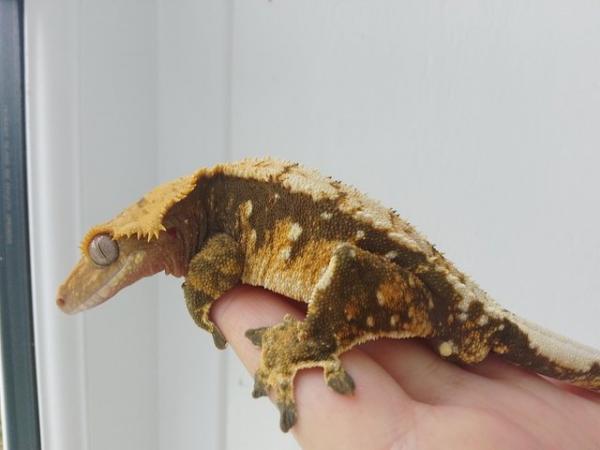 Image 3 of Big Chonky Male Crested Gecko