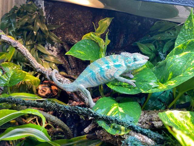 Preview of the first image of Baby Panther Chameleons At Urban Exotics.