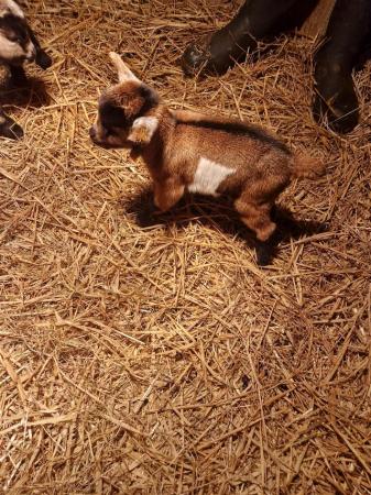Image 2 of Female and wether Pygmygoat kids for sale