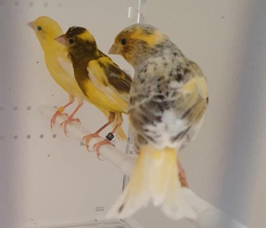 Image 2 of 2 pairs of canaries for sale