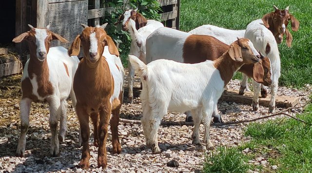 Image 3 of Boer Nanny Goat kids For Sale
