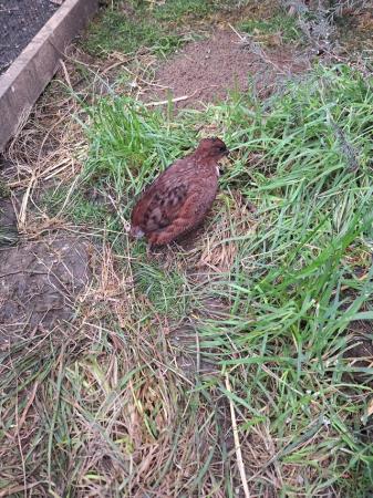 Image 2 of Quail for sale, Mountain quail and Tennessee Reds.
