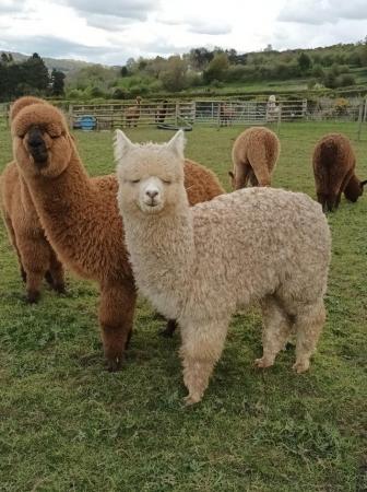 Image 12 of Alpaca pet males BAS registered ready to find a loving home