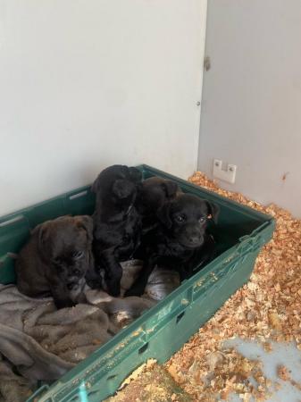 Image 4 of Patterdale terrier puppies for sale