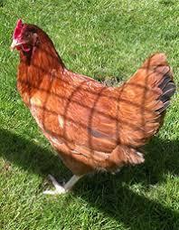 Preview of the first image of BRITISH BLACKTAIL RANGER PULLETS FOR SALE P.O.L..