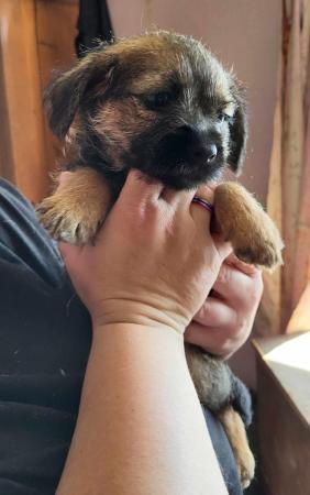 Image 17 of READY TO LEAVE KC registered Border Terrier Puppies