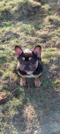 Image 1 of REDUCED Health tested clear coco/tan french bulldog male