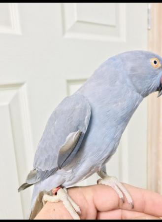 Image 7 of Beautiful baby grey Ringneck Talking parrot