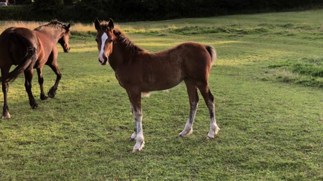 Preview of the first image of Welsh cob yearling filly.