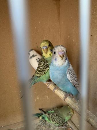 Image 4 of Baby budgies ready for new home