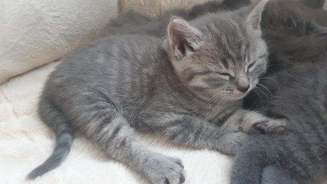 Image 1 of Silver tabby female still available