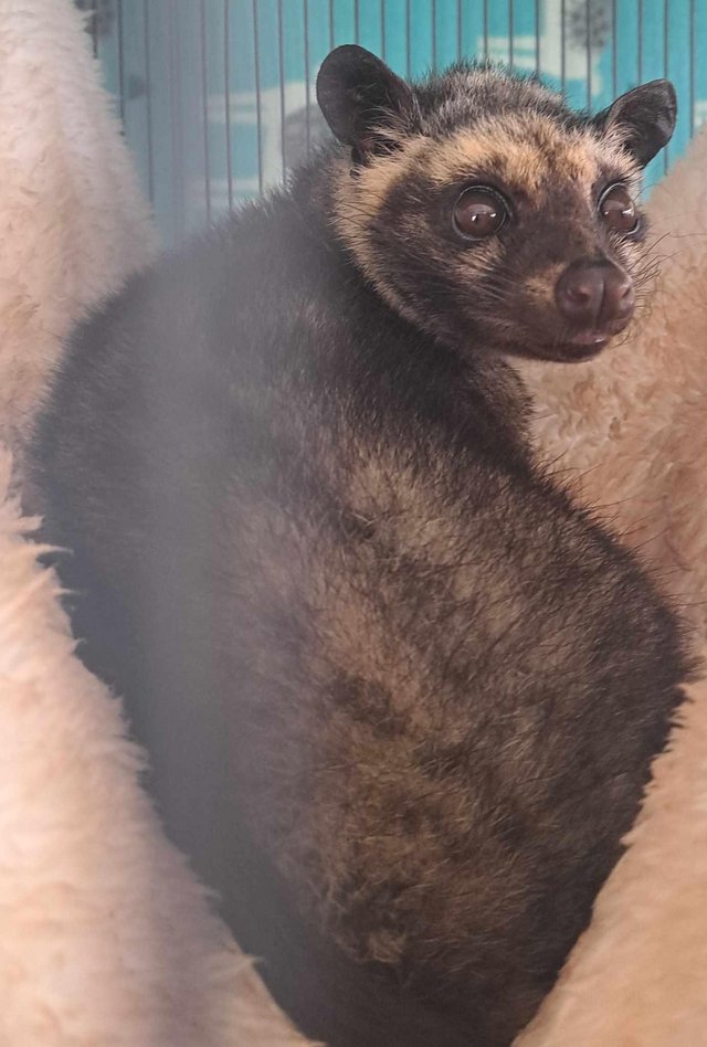 Preview of the first image of 6 month old female asisn palm civet.