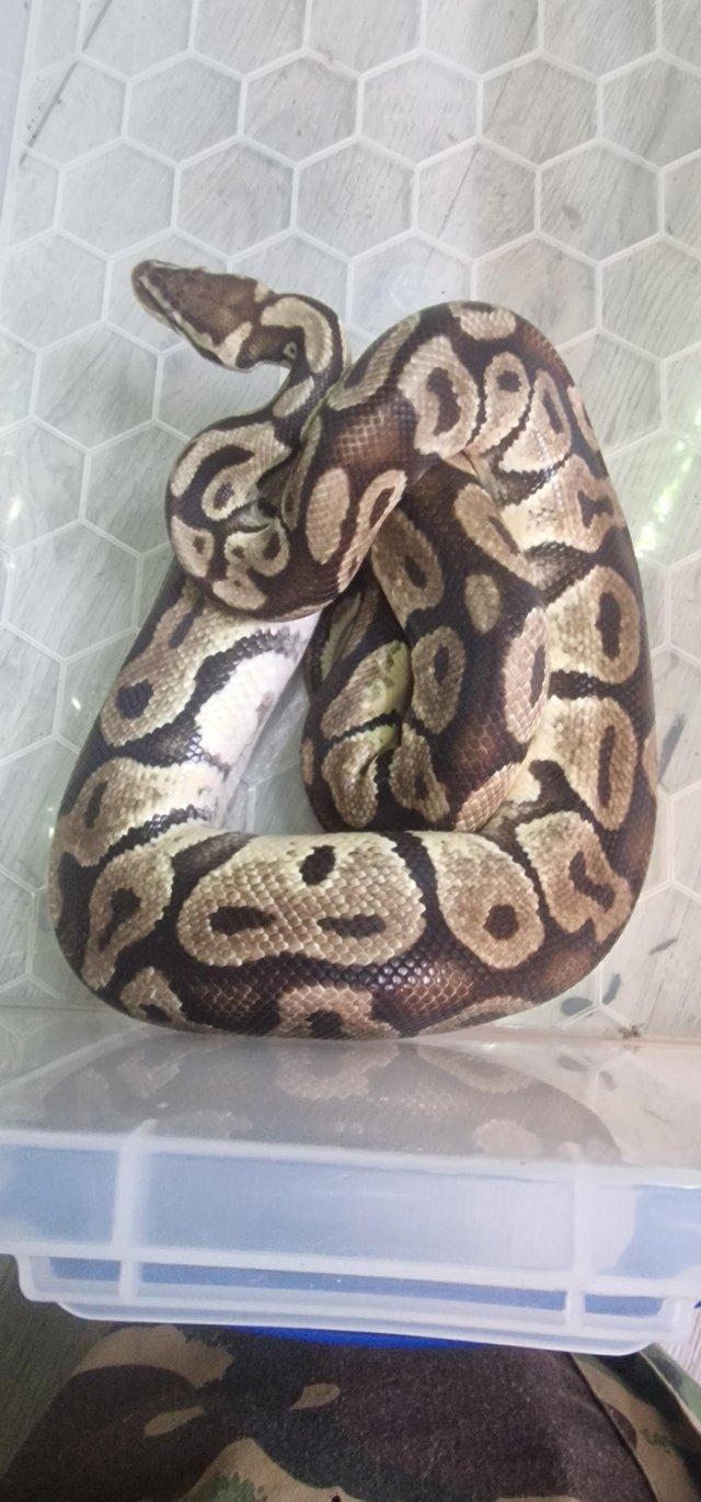 Preview of the first image of Two pythons and a boa Ipswich.