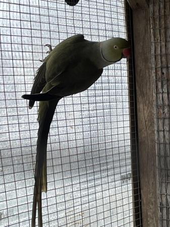 Image 2 of Olive green male ringneck parakeet