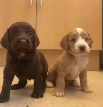 Image 20 of Cockapoo puppies- last pup available- now reduced