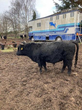 Image 1 of For sale. Young medium legged Dexter bull.