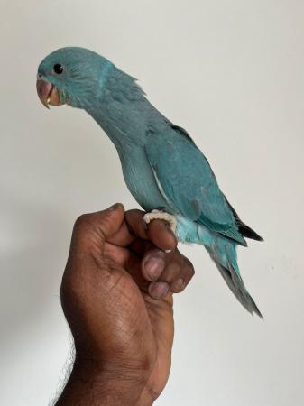 Image 2 of HAND REARED INDIAN RING NECK