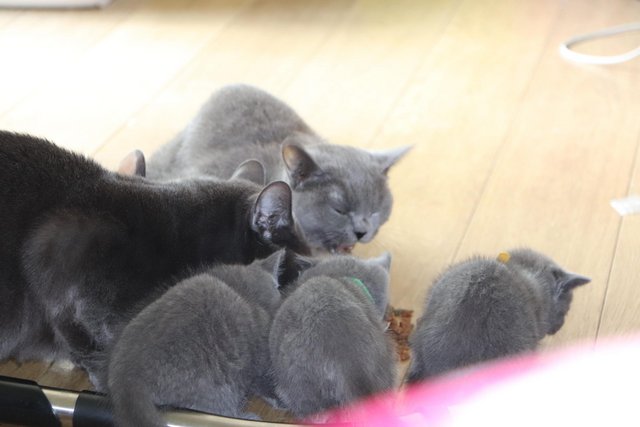 Preview of the first image of British Blue Kittens for sale.
